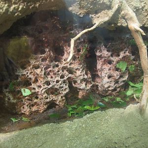 Festival of Lights 2013 - World of the Insect - Leaf-cutter Ants