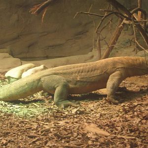 Festival of Lights 2013 - Dragons! - Hudo