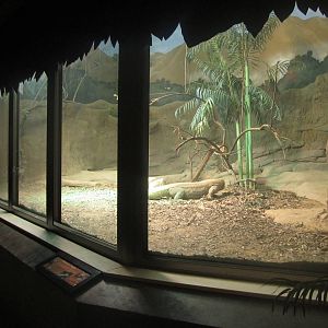 Festival of Lights 2013 - Dragons! - Indoor Komodo Dragon Exhibit