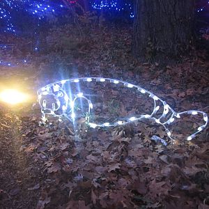 Festival of Lights 2013 - Manatee Springs