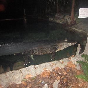 Festival of Lights 2013 - Manatee Springs - American Alligator