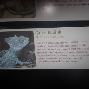 Festival of Lights 2013 - Manatee Springs - Basilisk Sign