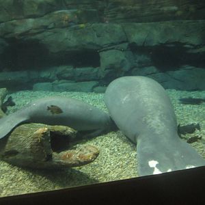 Festival of Lights 2013 - Manatee Springs - Abigail + Betsy