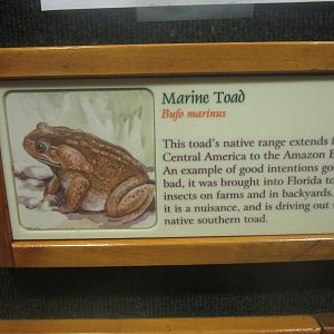 Festival of Lights 2013 - Manatee Springs - Marine Toad Sign