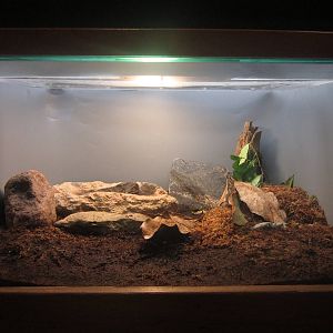 Festival of Lights 2013 - Manatee Springs - Marine Toad Exhibit