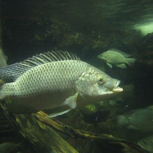 Festival of Lights 2013 - Manatee Springs - Tilapia