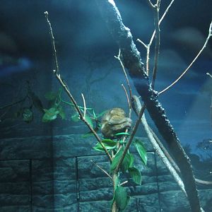 Festival of Lights 2013 - Jungle Trails - Potto