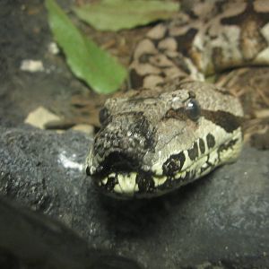 Festival of Lights 2013 - Jungle Trails - Dumerils Ground Boa