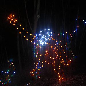 Festival of Lights 2013 - Orangutan Lights