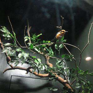 Festival of Lights 2013 - Wings of the World - Guam Kingfisher