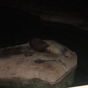 Festival of Lights 2013 - Sea Lion Falls - Duke