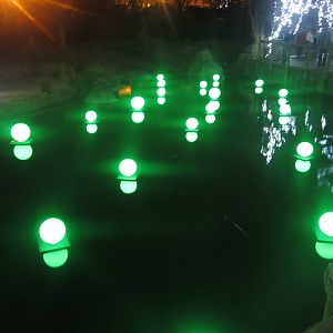 Festival of Lights 2013 - Africa - Waterhole