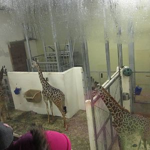 Festival of Lights 2013 - Giraffe Ridge - CeCe + Jambo + Lulu