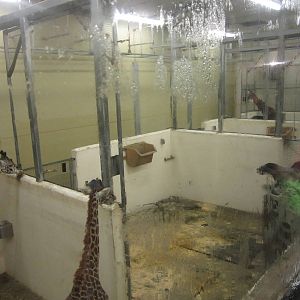 Festival of Lights 2013 - Giraffe Ridge - Indoor Stalls