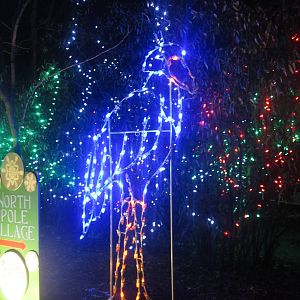 Festival of Lights 2013 - Children's Zoo - Shoebill Lights