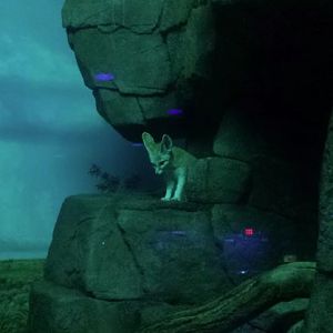 Festival of Lights 2013 - Night Hunters - Fennec Fox