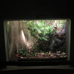 Festival of Lights 2013 - Reptile House - Parrot Snake + Tercopelo Exhibit