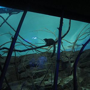 Festival of Lights 2013 - Night Hunters - Greater Bushbaby