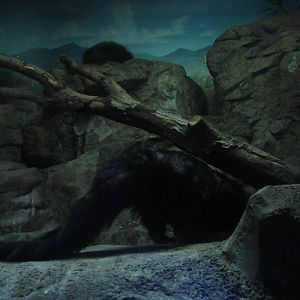 Festival of Lights 2013 - Night Hunters - Bearcats