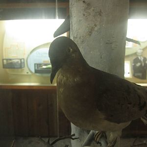 Festival of Lights 2013 - Passenger Pigeon Memorial
