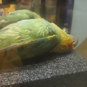 Festival of Lights 2013 - Passenger Pigeon Memorial - Replica of Incas