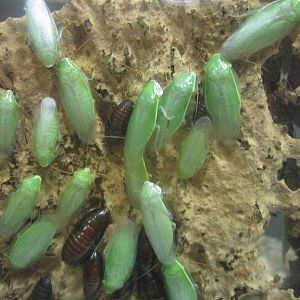 Festival of Lights 2013 - World of the Insect - Green Leaf Cockroaches