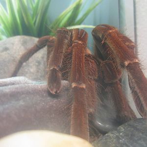 Festival of Lights 2013 - World of the Insect - Goliath Birdeater