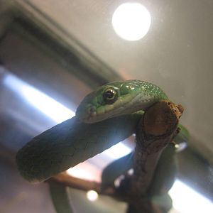 Festival of Lights 2013 - World of the Insect - Rough Green Snake