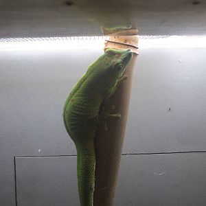 Festival of Lights 2013 - World of the Insect - Madagascar Giant Day Gecko