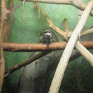 Festival of Lights 2013 - World of the Insect - Emperor Tamarin