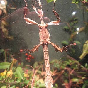 Festival of Lights 2013 - World of the Insect - Australian Walking Stick