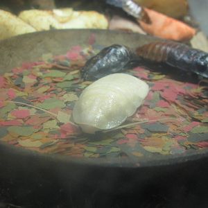 Festival of Lights 2013 - World of the Insect - Madagascar Hissing Cockroac