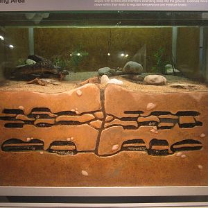 Festival of Lights 2013 - World of the Insect - Big-headed Ant Exhibit