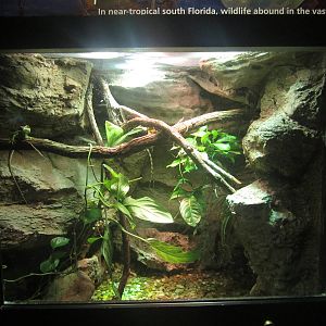 Festival of Lights 2013 - Manatee Springs - Green Basilisk + Knight Anole E