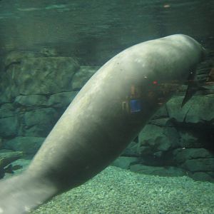 Festival of Lights 2013 - Manatee Springs - Betsy