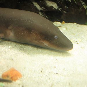 Festival of Lights 2013 - Manatee Springs - Two-toed Amphiuma
