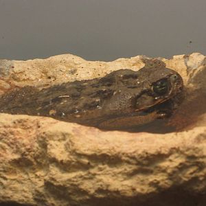 Festival of Lights 2013 - Manatee Springs - Marine Toad