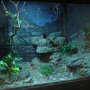 Festival of Lights 2013 - Jungle Trails - Potto Exhibit