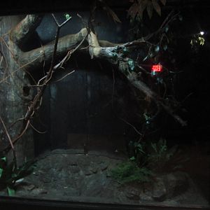Festival of Lights 2013 - Jungle Trails - Garnett's Galagos Exhibit