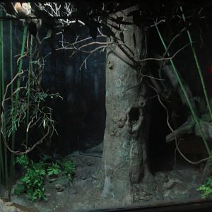 Festival of Lights 2013 - Jungle Trails - Grey Bamboo Lemur + Potto Exhibit