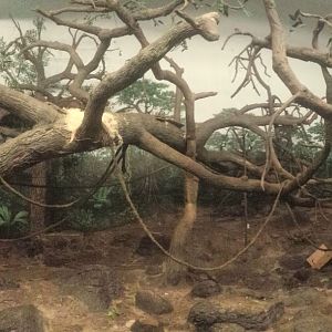 Festival of Light 2013 - Jungle Trails - Indoor Bonobo Exhibit Panorama