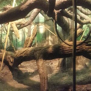 Festival of Light 2013 - Jungle Trails - Coquerel's Sifaka Indoor Exhibit P