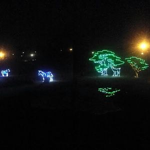 Festival of Light 2013 - Africa - African Plains