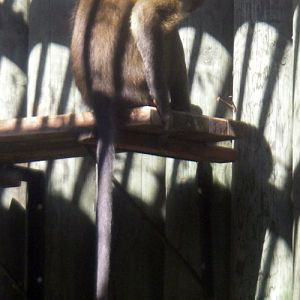 Agile (golden-bellied) Mangabey (Cercocebus agilis)