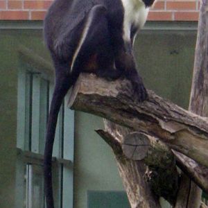 Diana Monkey (Cercopithecus diana)