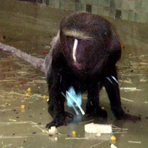 Owl-faced Monkey (Cercopithecus hamlyni)