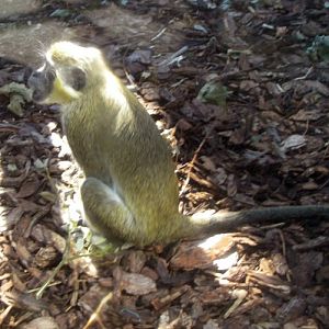 Green Monkey (Cercopithecus sabaeus)