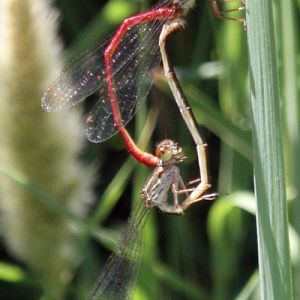 Small Red Damselflies (Ceriagrion tenellum)