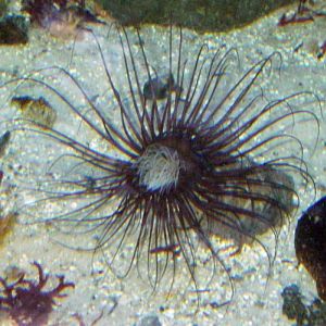 Mediterranean Tube Anemone (Cerianthus membranaceus)