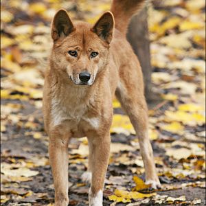 Dingo at Zoo in der Wingst